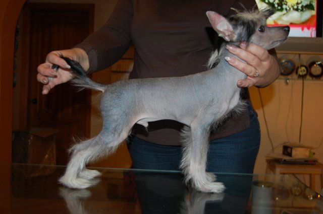 Chaina Dzhedai Emeljan