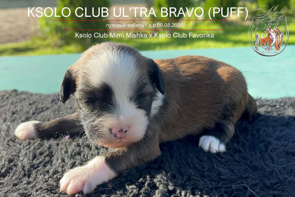 Ksolo Club  Ul'tra Bravo