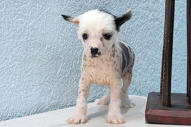 Ksolo Club Bourbon Natural leather