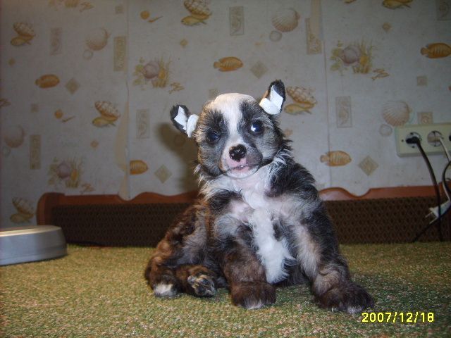 Orero Lovely Ap-Atrakzchi-Kaj