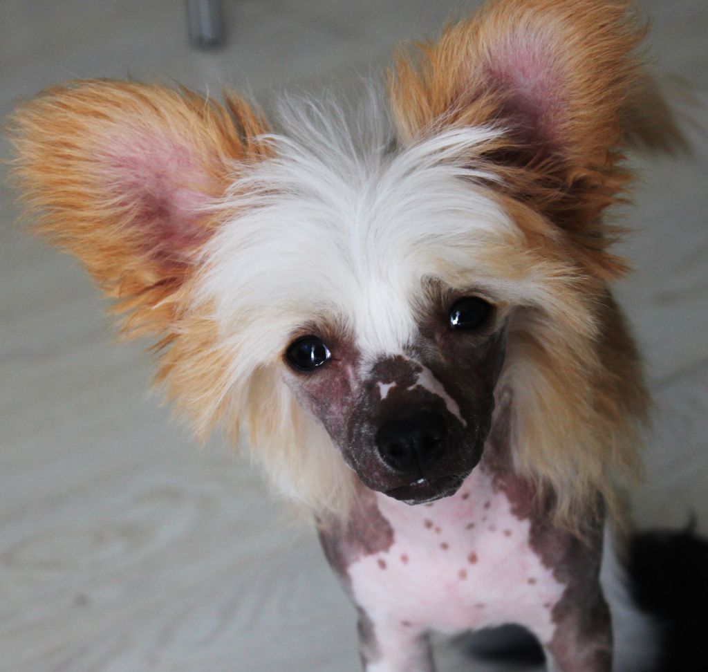 Lunacrest Tango Tangles