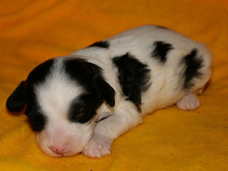 Vellar Pljus Dessert