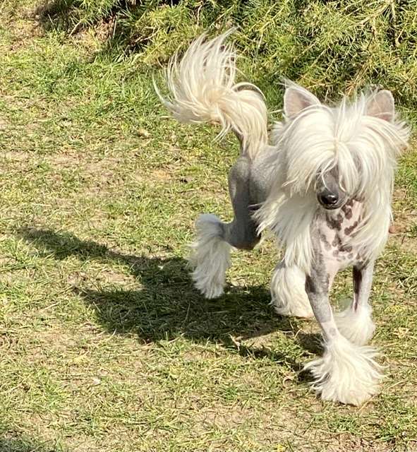 Gallazzo von Shinbashi