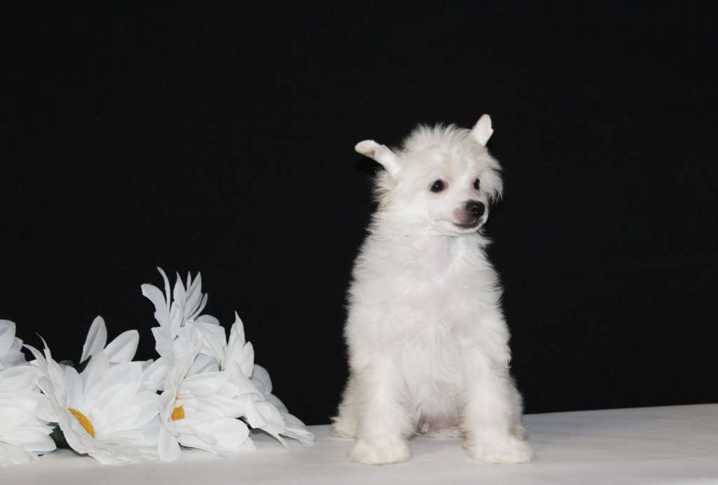 Charuyuschiy Soblazn Zadornjy nosik