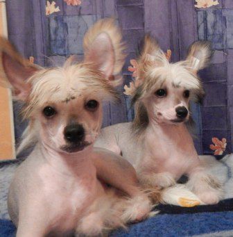 Sapfir iz Tsarskogo Sela Remmi