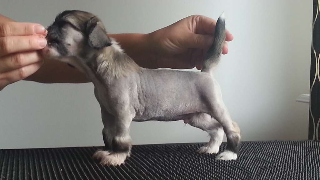 Twice as Nice Swanky Saturday