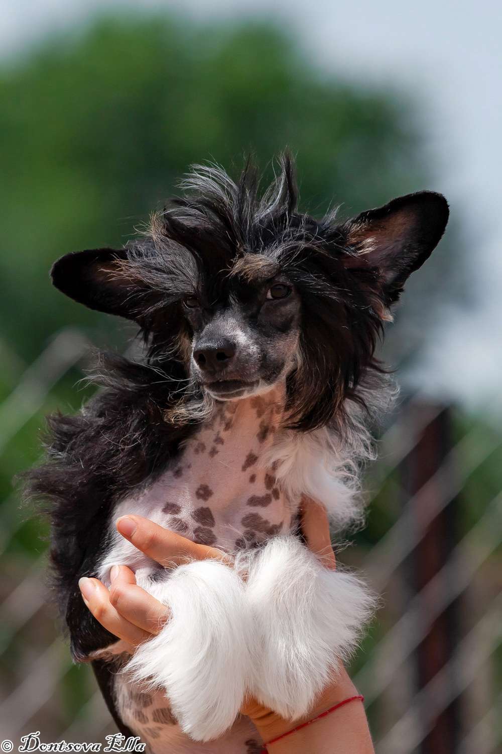 Cyclone iz Sozvezdiya Khana