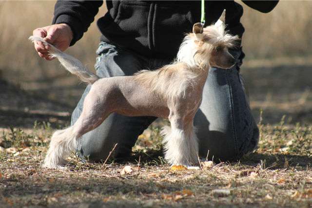 Hohlatiy glamour Zarina Zvezdochka