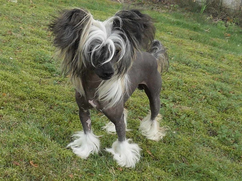 Sun-Hee's Moondancers Glow