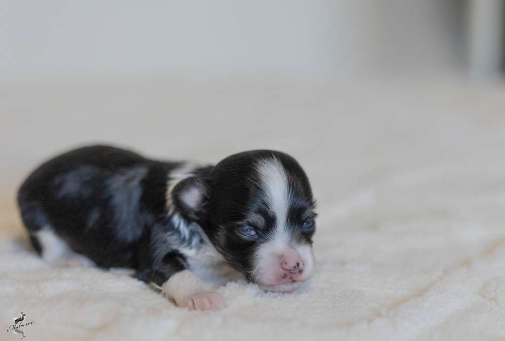 Vow to Shine with Queen Malverne