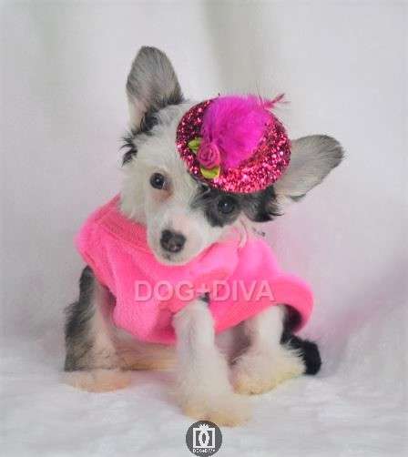 Mythic Prima Florina Ariane