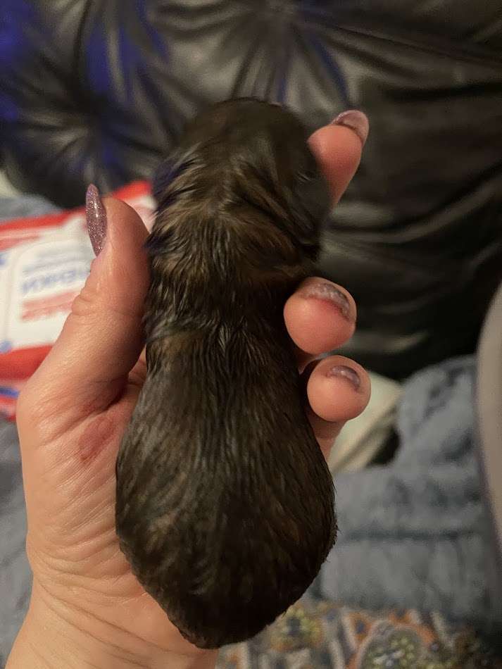 Show Galaktika Zunami