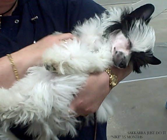 Sakkarra Just do It!