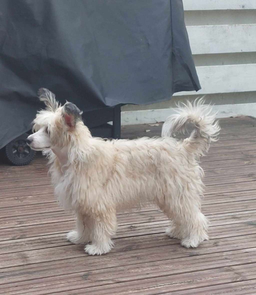 Joyway's Chase The Stars