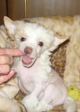 Sharman Vip Hardy Champion