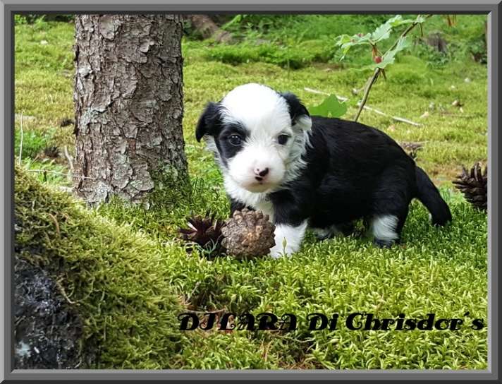 Dilara Di Chrisdor's