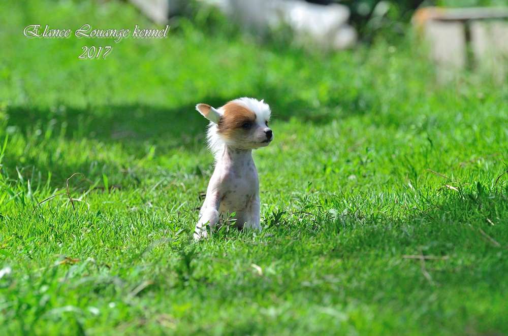 Elance Louange Cherry Ice