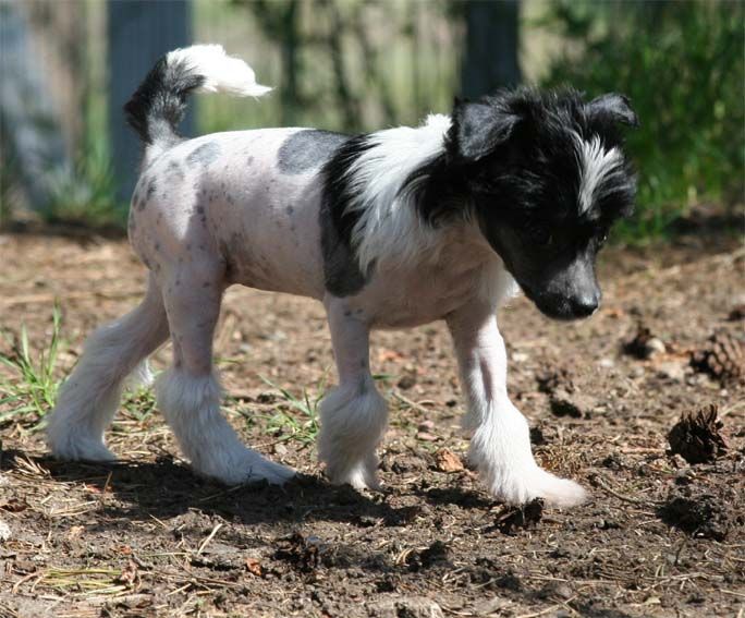 Dragon Moon Look My Leather Pants