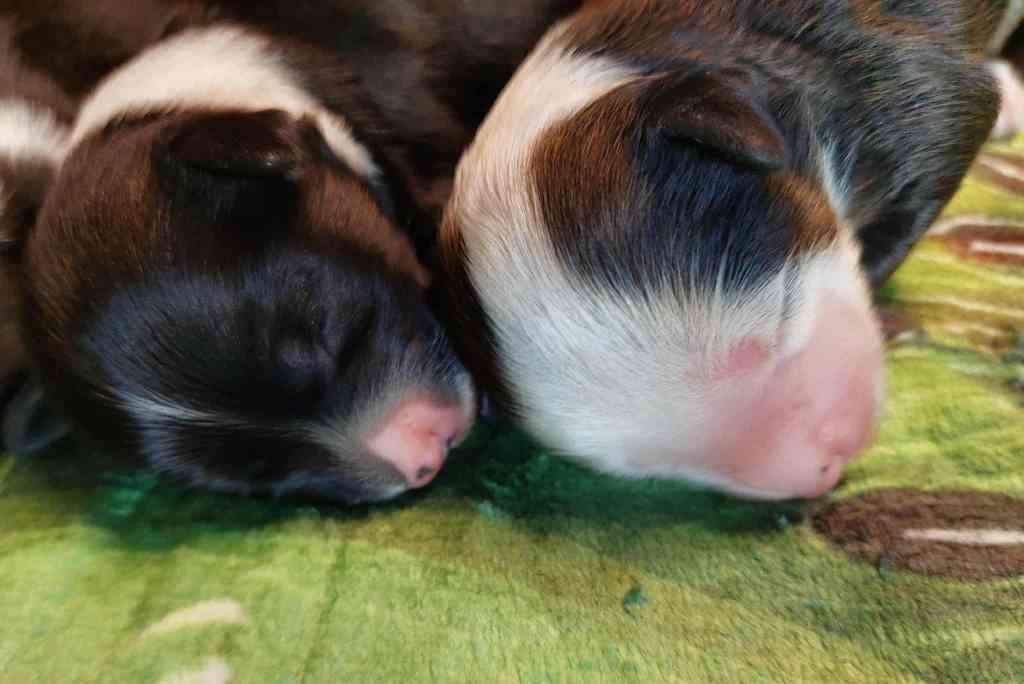 Crown Royal Cool Lady