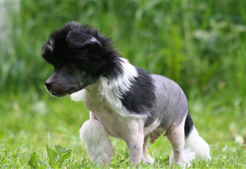 Dragon Moon Secret Of The Night