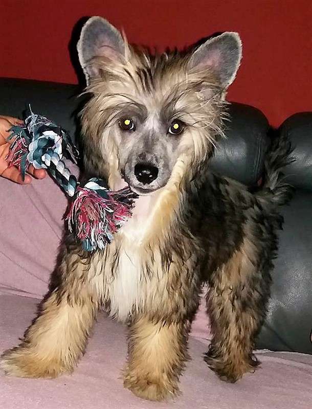 Hatyba Layla Milfra-Moravia