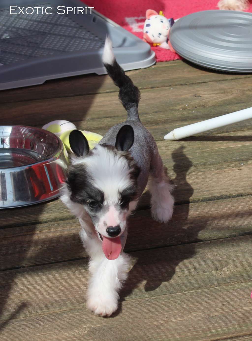 Exotic Spirit Starshine in the Sky