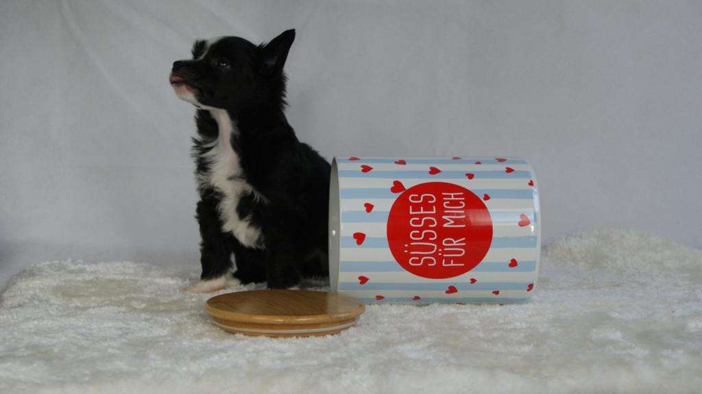 Lily Moon von Natelberg