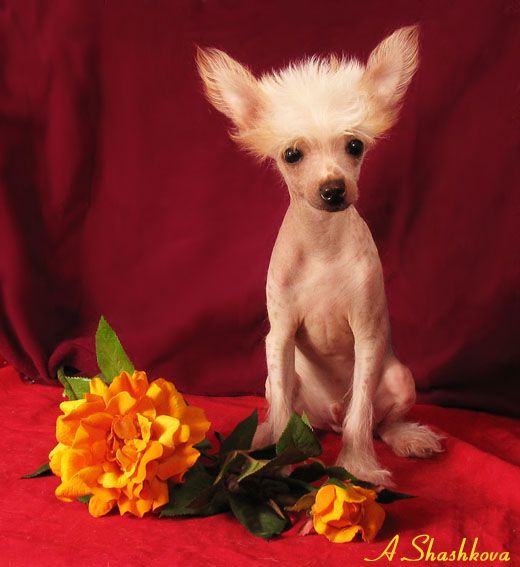 Rus Crimson Empaer Brendi