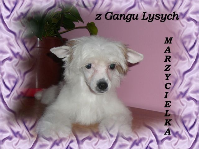 Marzycielka z Gangu Lysych