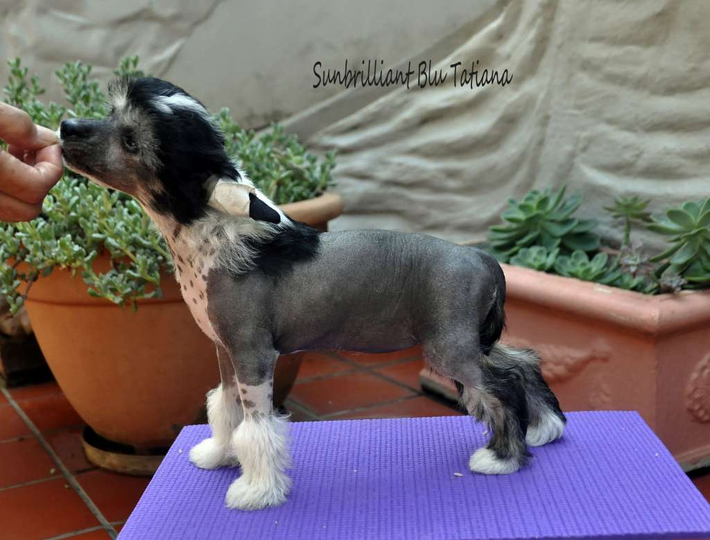 Sunbrilliant Blu Tatiana