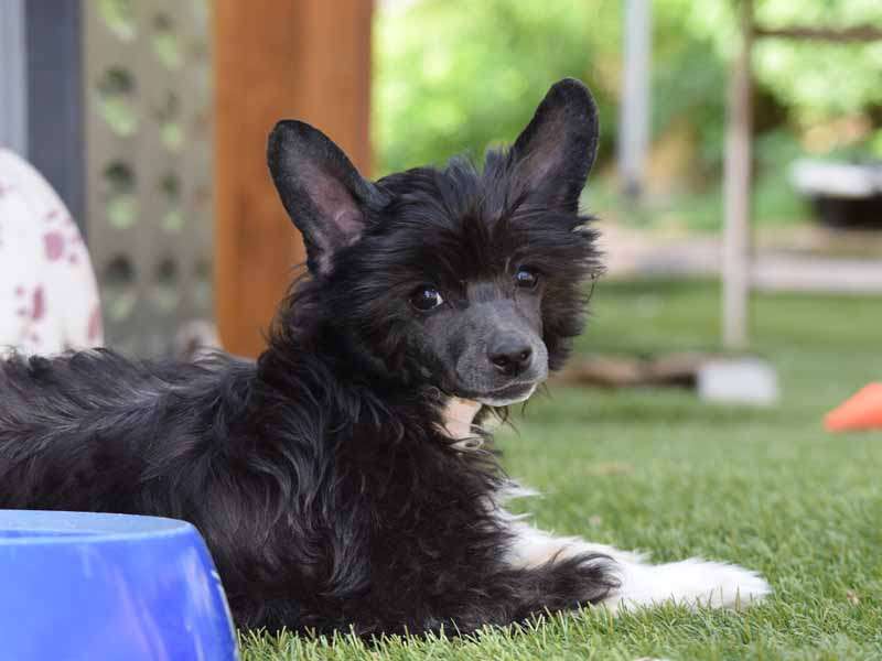 *Black Fairies* Fabienne the beautiful Queen of Ha