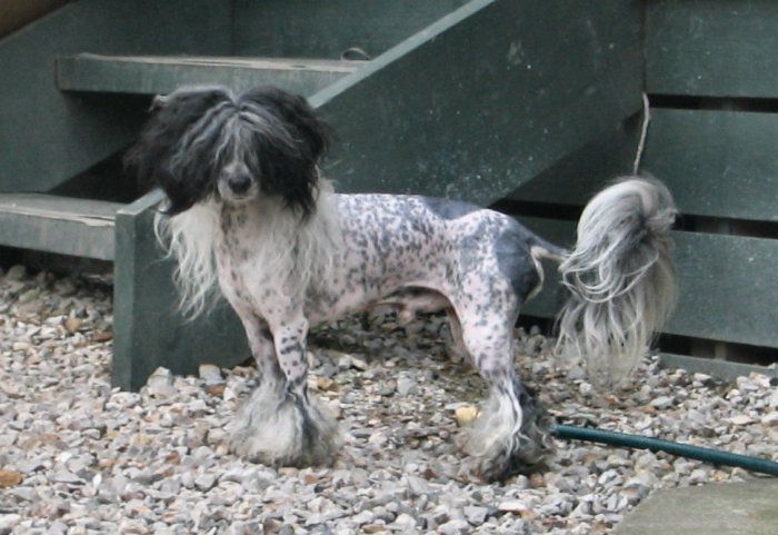 Mohawk Secret Scandal