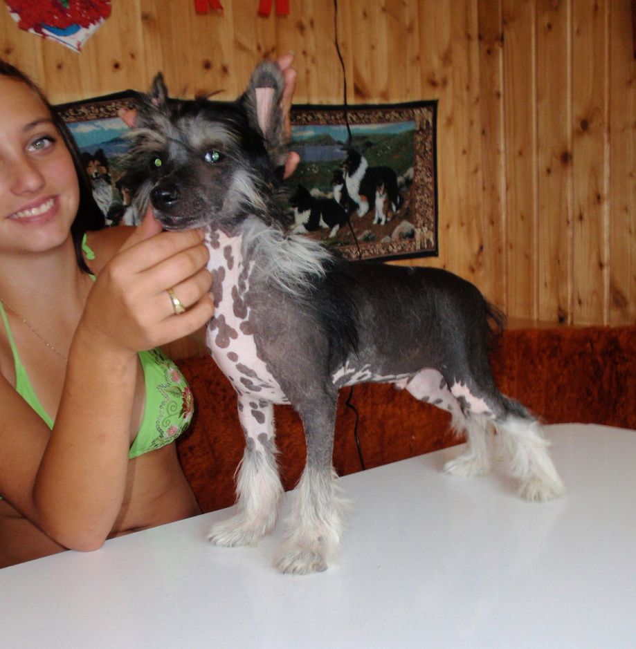 Fun-Boy ze Shetlandu