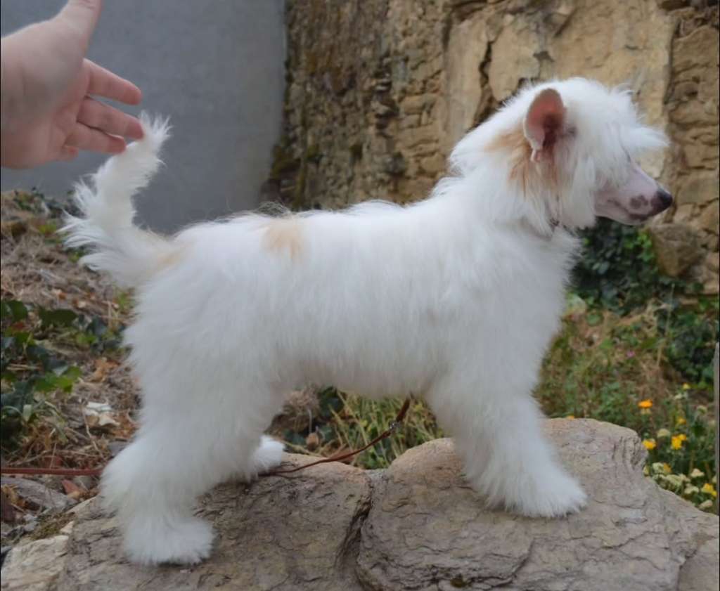 Volcancrest Dama Ali