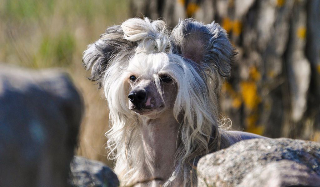 Jean Dark Crash! Boom! Bang!