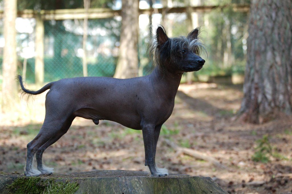 Oromuson Crested Castor