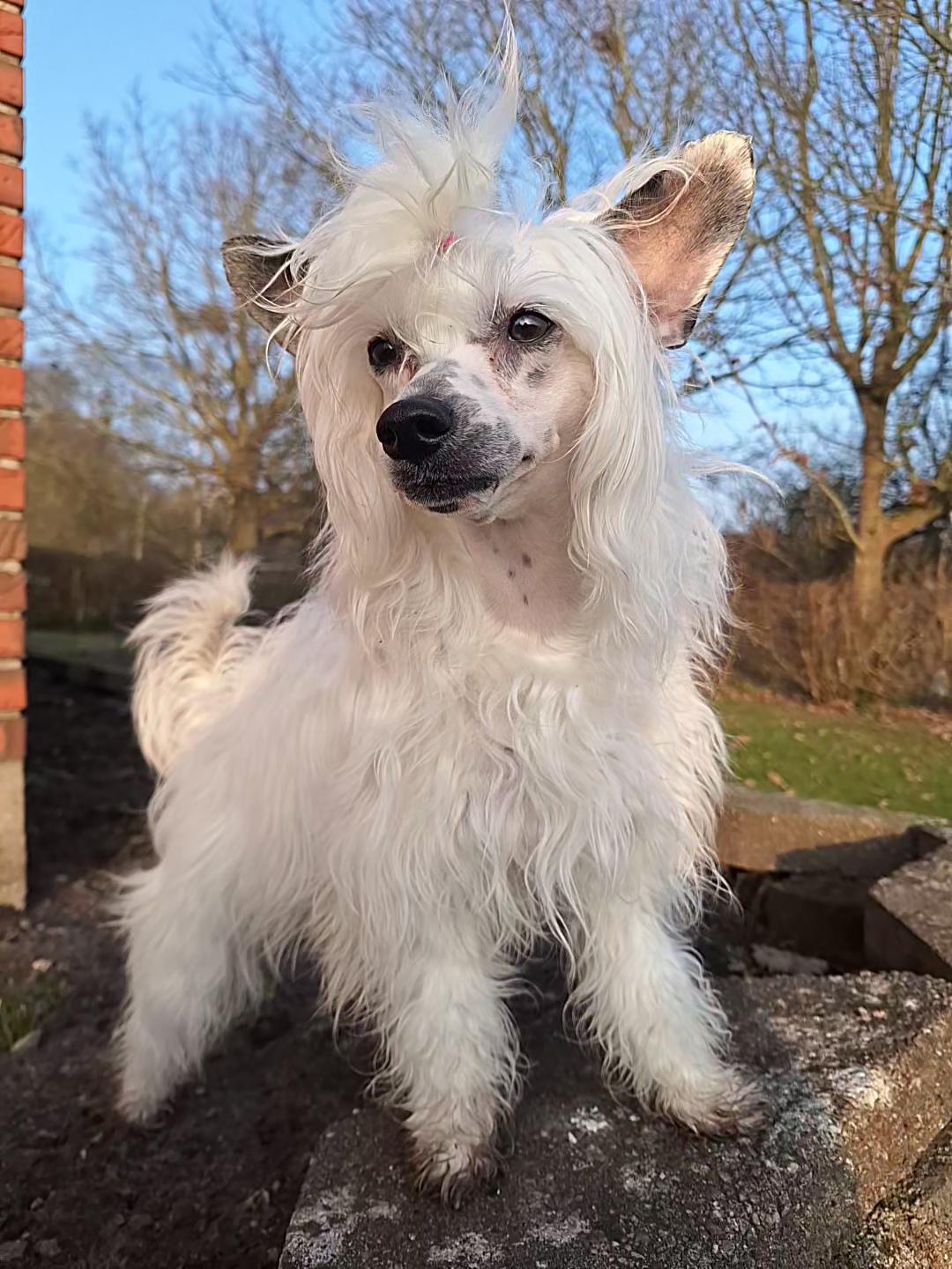 Rosy Starprint's Spring Beauty