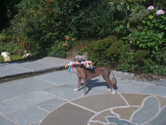 Zerachiel Valantine Wish at Sarelidan