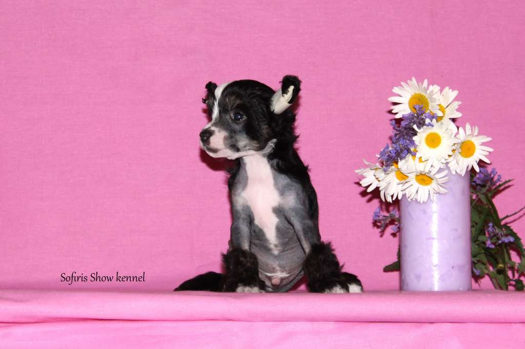 Sofiris Show Tender Kiss