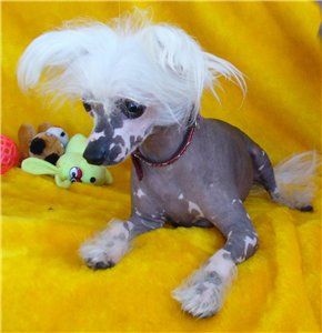 Iroslava Lucciano Povarotti