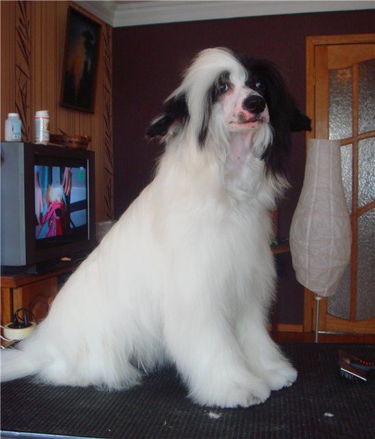 Orero Lovely Evgenika