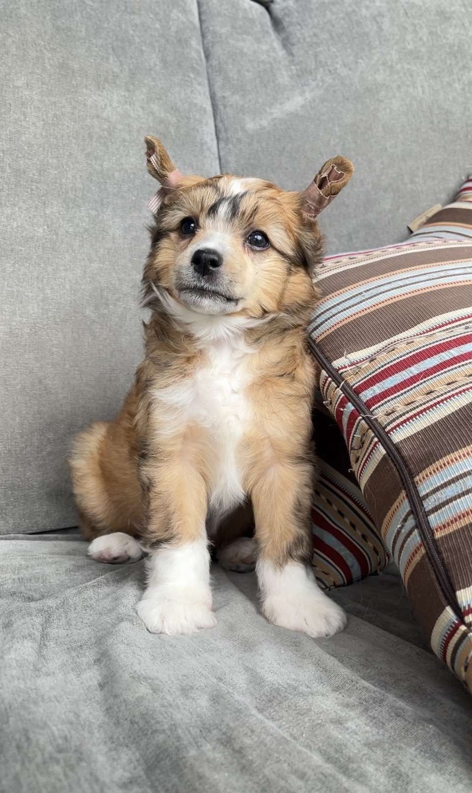 Rolana Family Chinzano