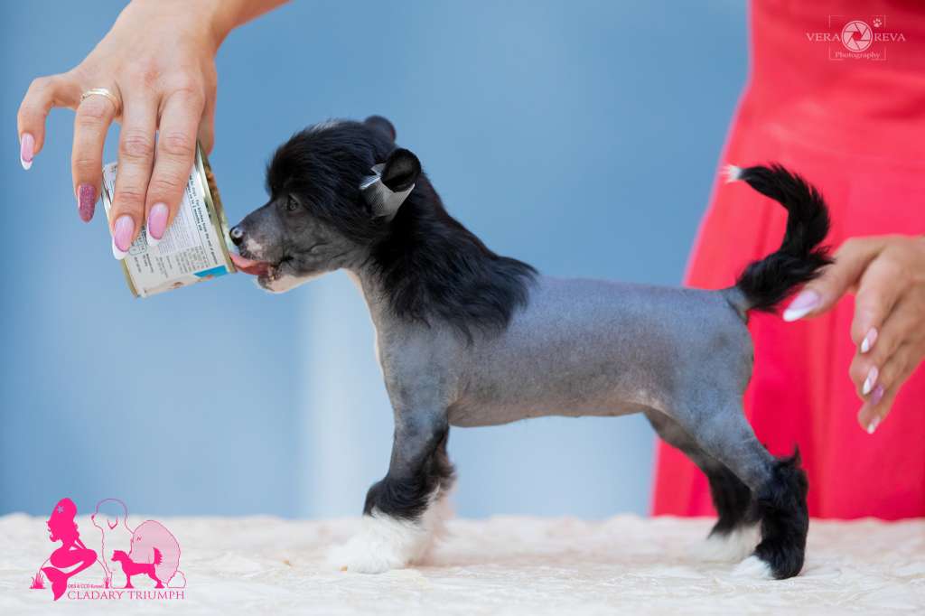 Cladary Triumph Lalita Laddah Lin