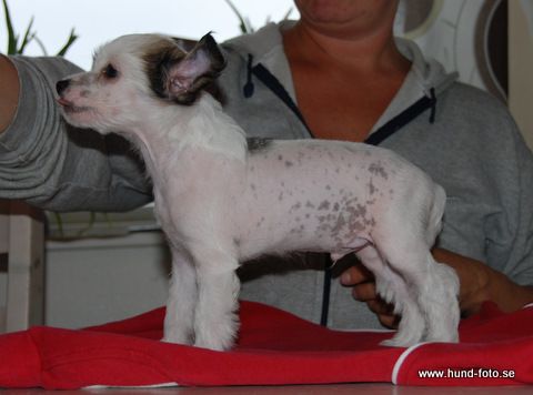 Kozlowski's Jack Sparrow