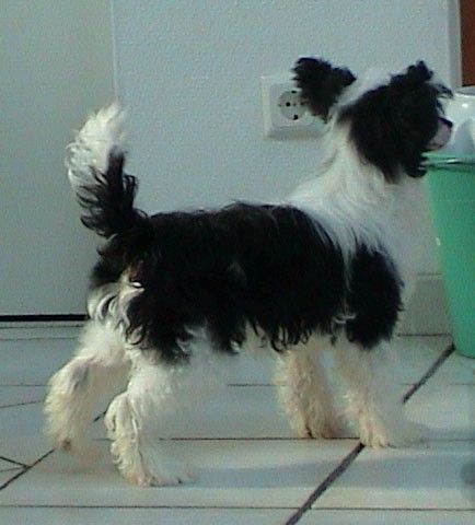 Magic Carpet's Fairy Ultra