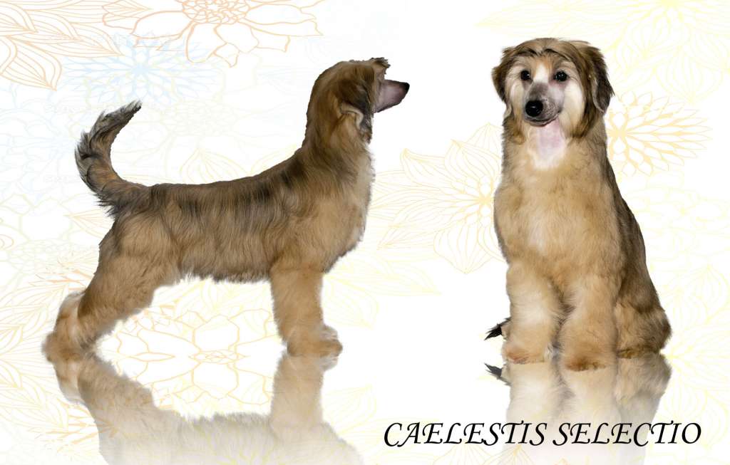 Caelestis Selectio Anthurium