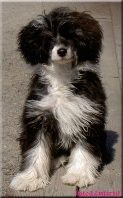 Marachinos Do It For Diesel