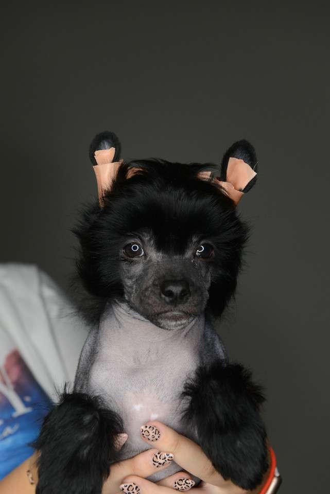 Fancy Flowers Ballantines