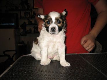 Aura Beauty Amaretto