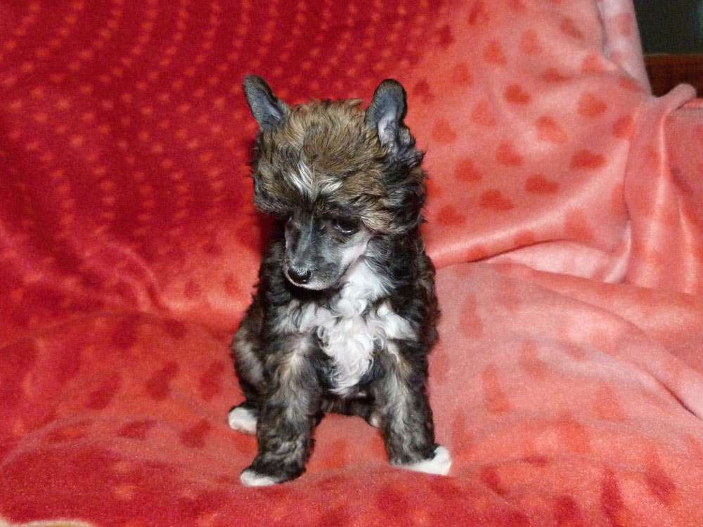 Perikhan z Pulnocního dvora